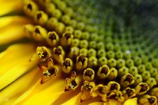 Sunflower Stock Photos Sunflower Stock Photos