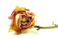 Withered Rose Stock Photo