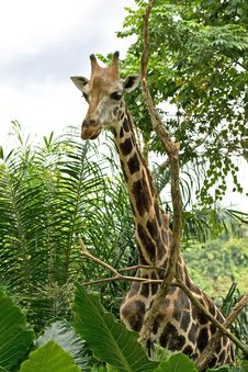 Tall Giraffe Standing Royalty Free Stock Photos