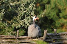 Helmeted Guinea Fowl Portrait Stock Image Helmeted Guinea Fowl Portrait Stock Image