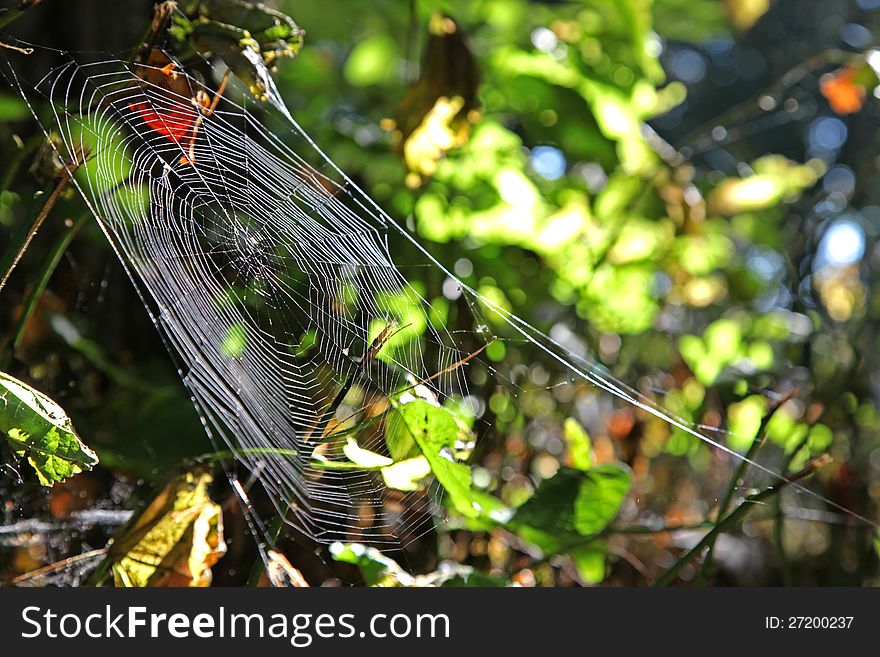 Spider net in cpark in city Liptovsky Mikulas, Slovakia