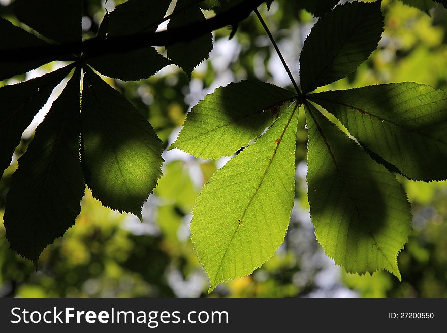 Leaves on chestnut in park - detail