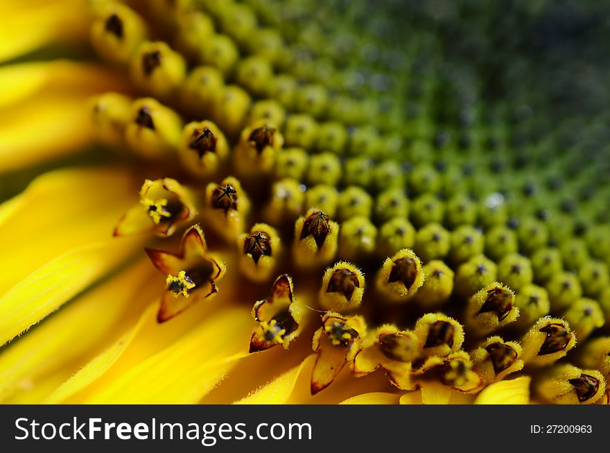 Close-up of a little yellow sunflower