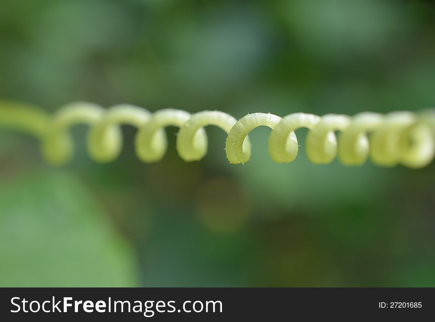 Green spiral of cucumber with green background. Green spiral of cucumber with green background