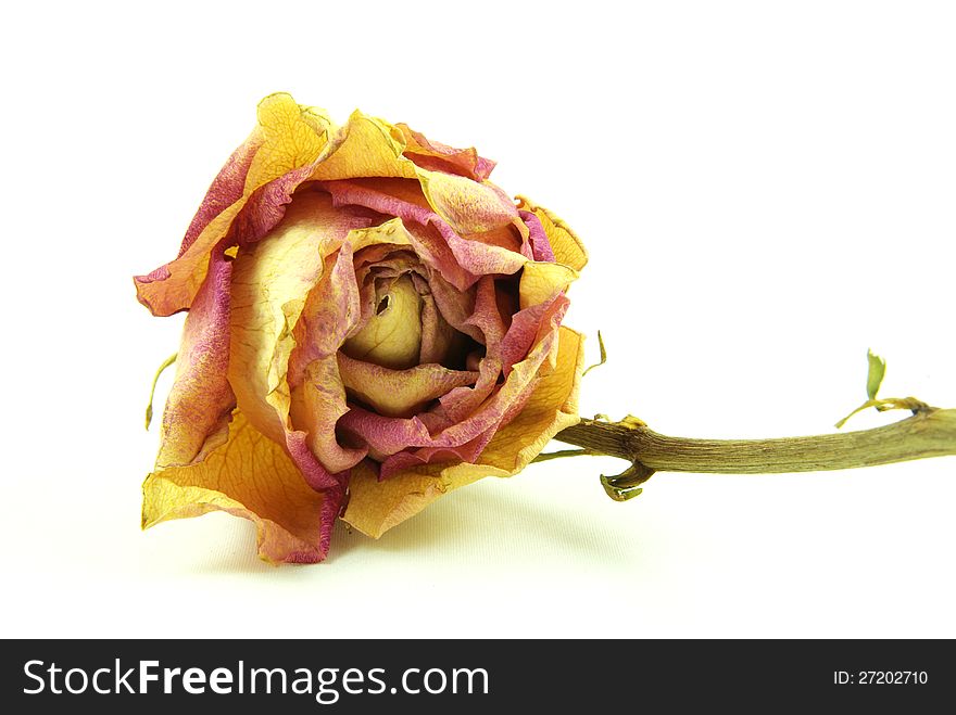 Withered orange yellow rose with white background. Withered orange yellow rose with white background
