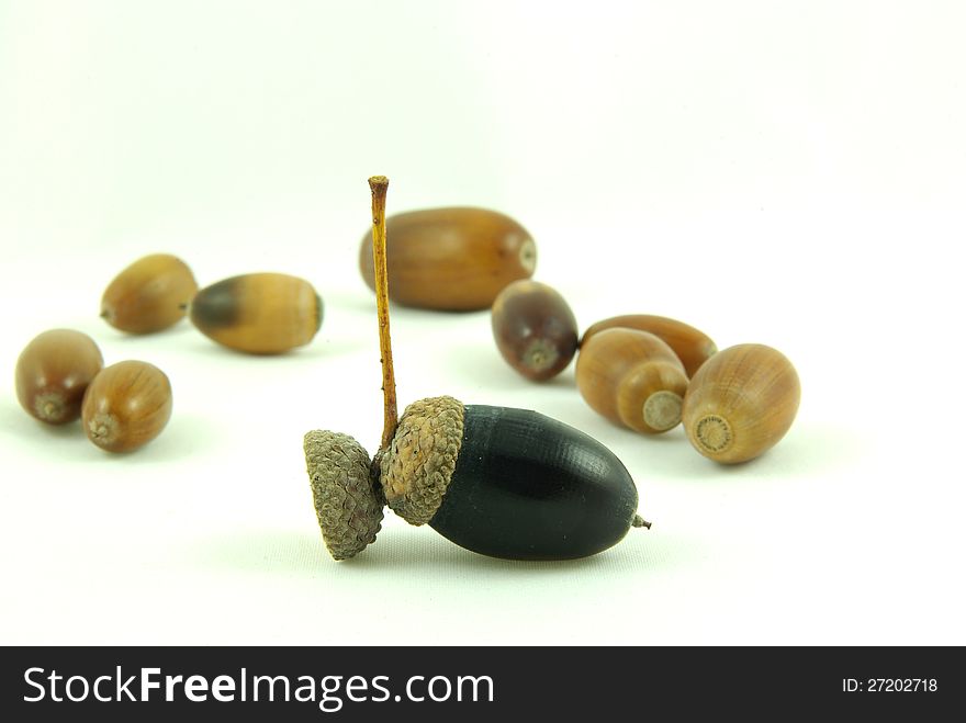 Dried acorns with white  background