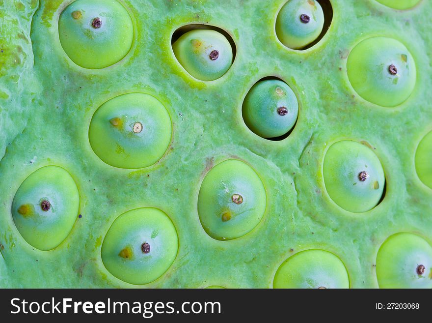 Lotus seed surface, close-up.