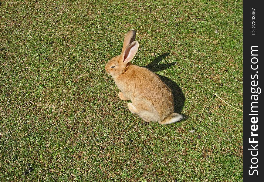 Rabbit on a meadow of green grass