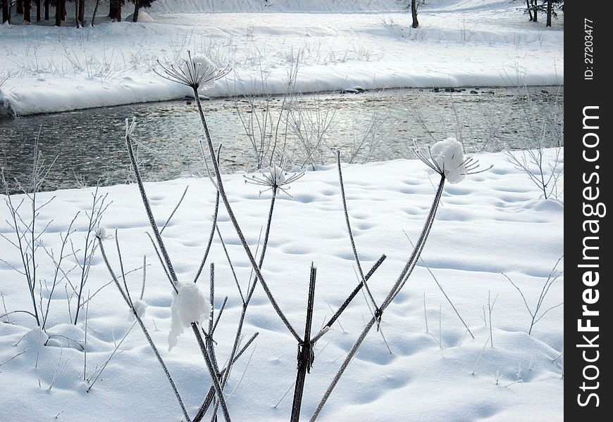 Dry shrubs covered with snow along a creek. Dry shrubs covered with snow along a creek