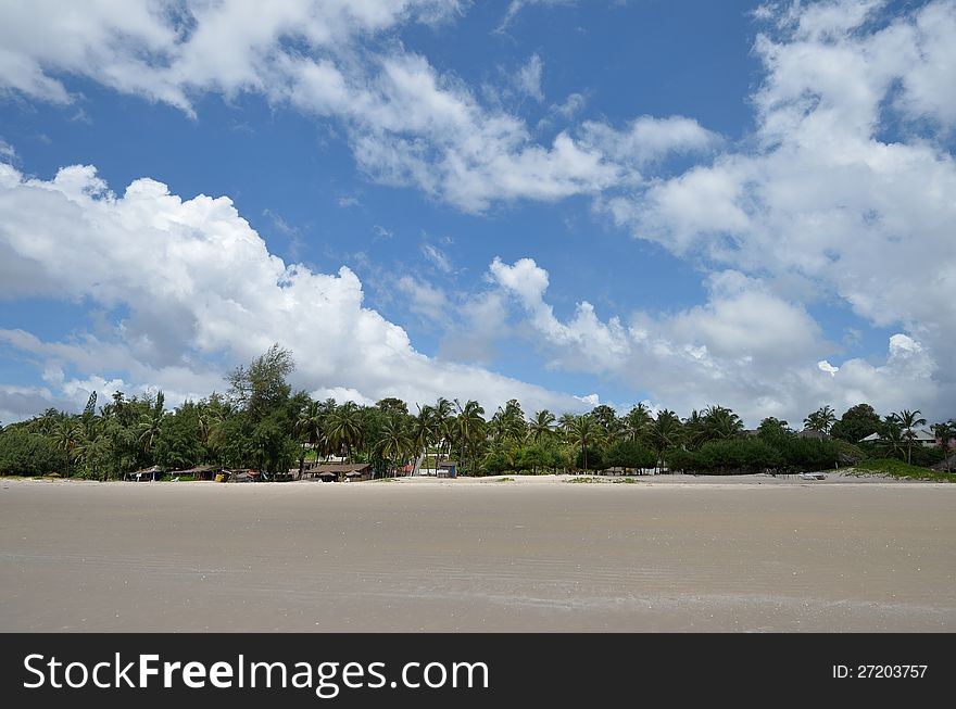 Palms on the beach on the Atlantic ocean in Senegal