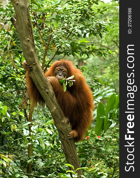 Hairy orangutan at a tree eating a branch and leaves. Hairy orangutan at a tree eating a branch and leaves