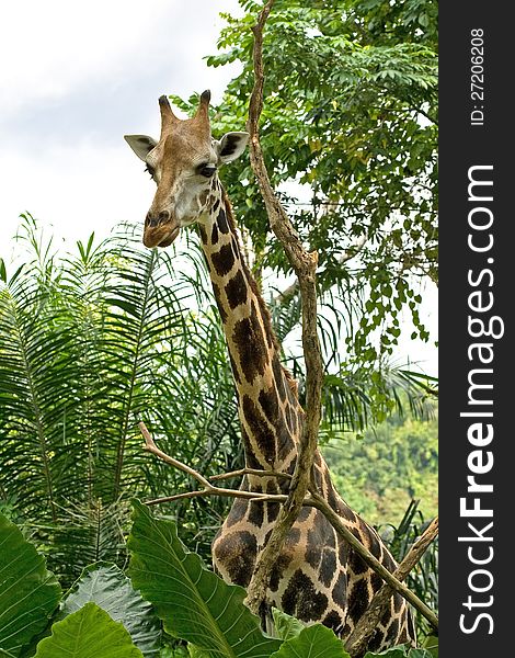 Tall giraffe with a long neck standing. Tall giraffe with a long neck standing