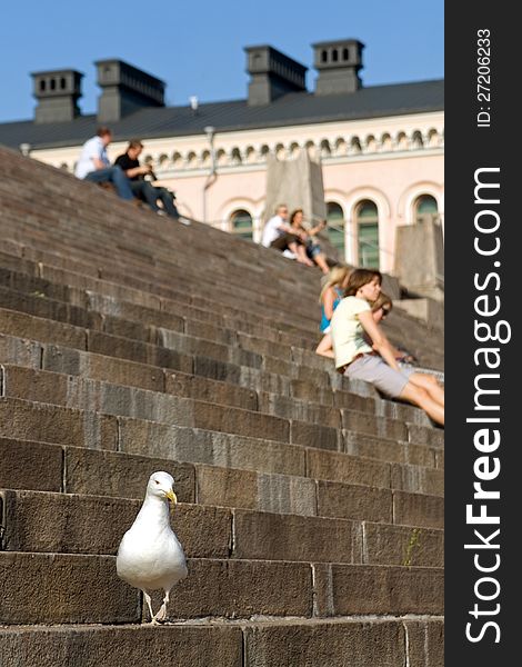 Seagull and people sitting at stairs in Helsinki, Finland.