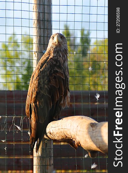 Eagle sits on wooden log and looking at camera in zoo