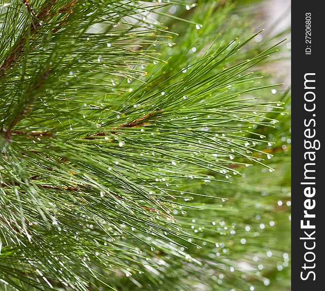 Water Drops on Pine Needles Az background