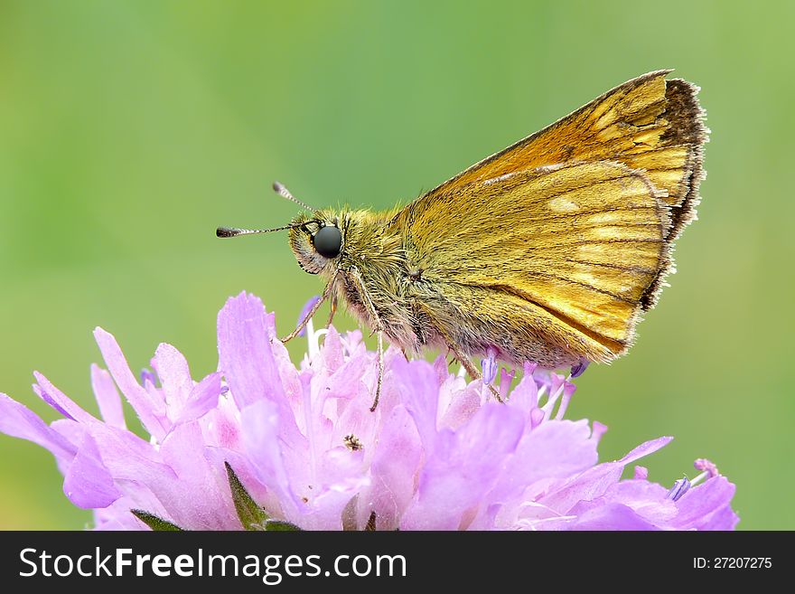 The large skipper (Ochlodes sylvanus) with chippy wing.