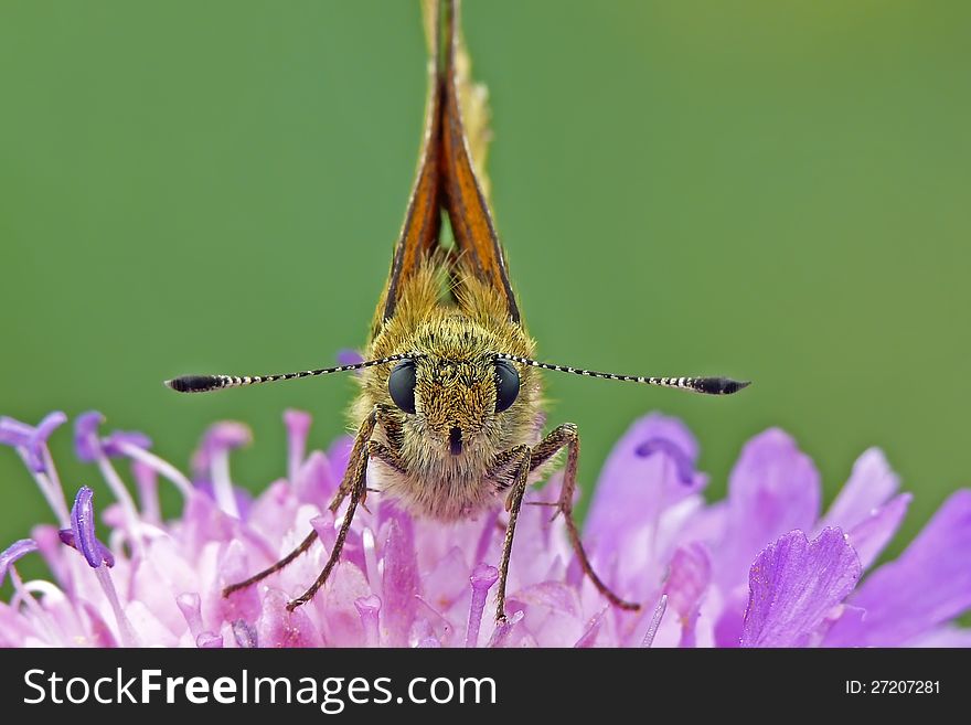 Large skipper