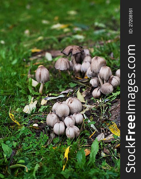 Coprinopsis atramentaria- common ink cap in the grass