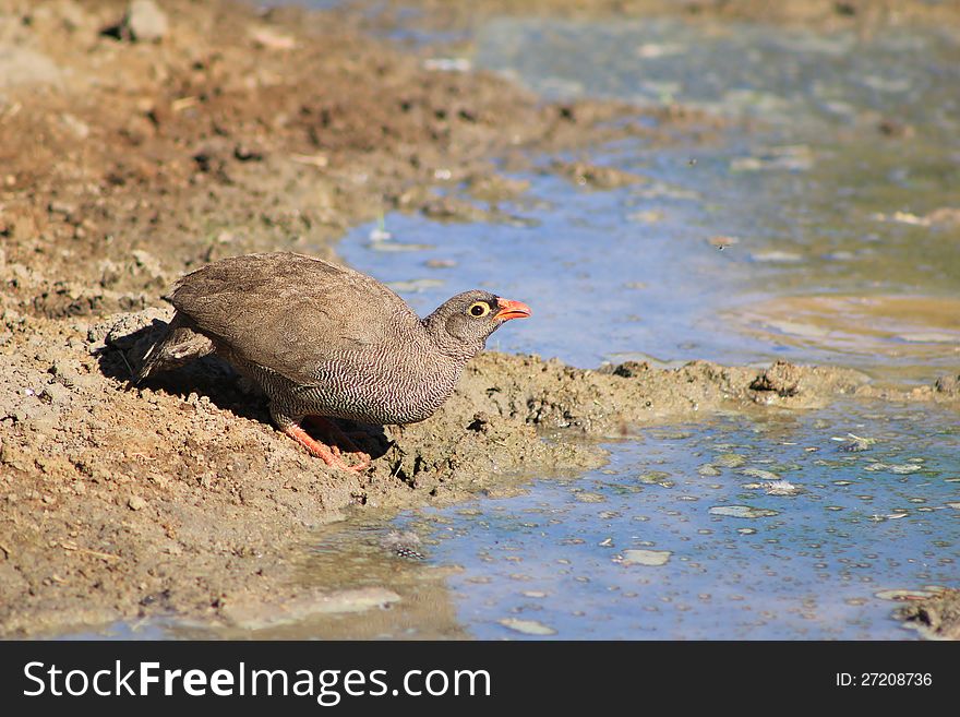 Color Of The Bush - Francolin, Red-billed