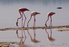 Flamingo, Cyprus, Salt Lake. Stock Photos