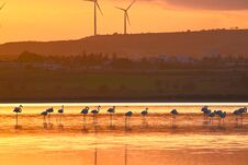 Flamingo, Cyprus, Salt Lake. Royalty Free Stock Photo