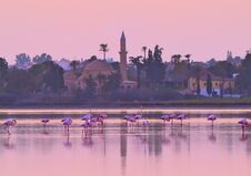Flamingo, Cyprus, Salt Lake. Royalty Free Stock Photos