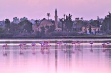 Flamingo, Cyprus, Salt Lake. Stock Photo