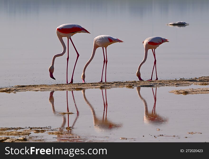 Flamingos, Cyprus salt lake, winter. Flamingos, Cyprus salt lake, winter