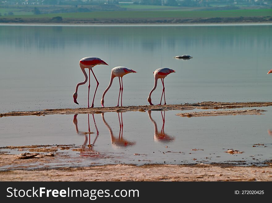 Flamingos, Cyprus salt lake, winter. Flamingos, Cyprus salt lake, winter