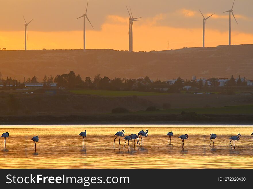 Flamingos, Cyprus salt lake, winter. Flamingos, Cyprus salt lake, winter