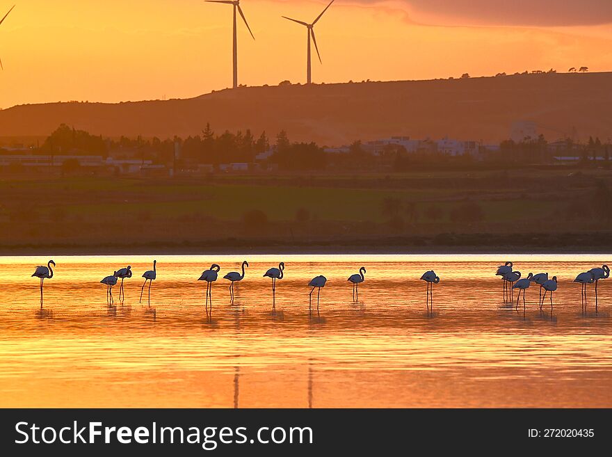 Flamingos, Cyprus salt lake, winter. Flamingos, Cyprus salt lake, winter