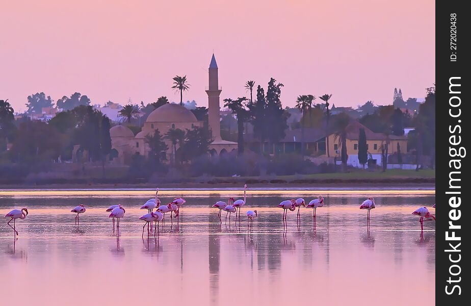 Flamingos, Cyprus salt lake, winter. Flamingos, Cyprus salt lake, winter