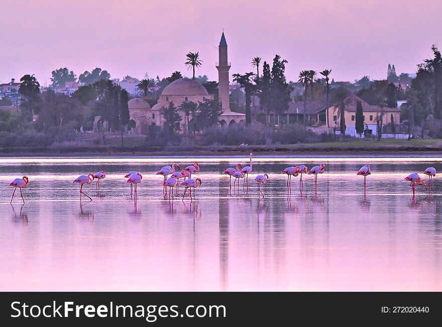 Flamingos, Cyprus salt lake, winter. Flamingos, Cyprus salt lake, winter