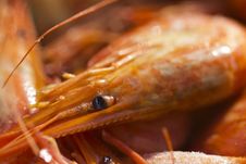 Boiled Shrimps Royalty Free Stock Images Boiled Shrimps Royalty Free Stock Images