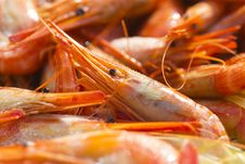 Boiled Shrimps Stock Images Boiled Shrimps Stock Images