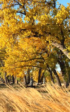 Fall Trees On Windy Day Royalty Free Stock Image Fall Trees On Windy Day Royalty Free Stock Image