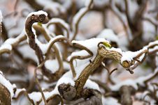 Branch Under The Snow Stock Photos Branch Under The Snow Stock Photos