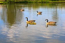Geese Family Royalty Free Stock Image Geese Family Royalty Free Stock Image