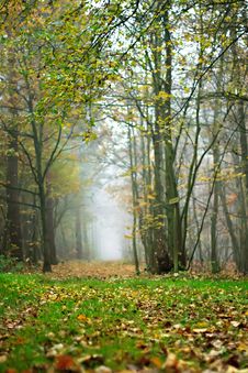 The Forest In Autumn Stock Image The Forest In Autumn Stock Image