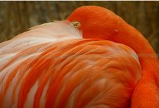 Resting Flamingo Royalty Free Stock Image