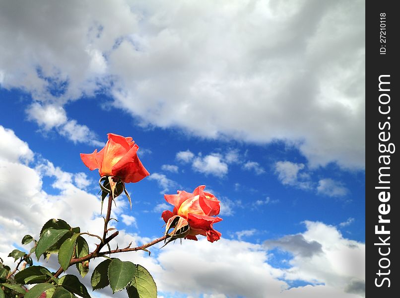 Two scarlet roses on a background of the sky