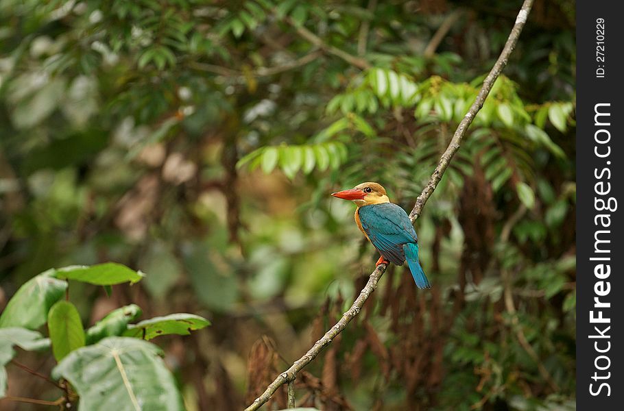 An adult Stork-billed Kingfisher (Pelargopsis capensis) sitting quietly in the rainforest of Tawau Hills Park, Sabah, Malaysian Borneo.