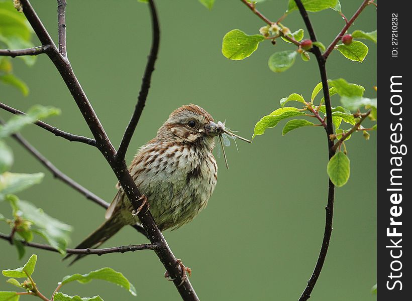 An adult Song Sparrow (Melospiza melodia) perched in a small crabapple tree while eating a few damselflies. An adult Song Sparrow (Melospiza melodia) perched in a small crabapple tree while eating a few damselflies.
