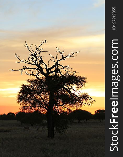African Sunset - Raptor Rest