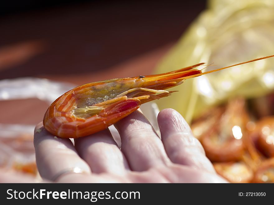 Shrimp In Hands