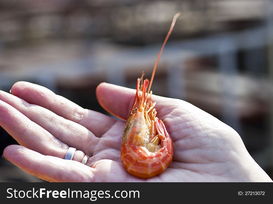 The shrimp in hands of the girl is going to be eaten