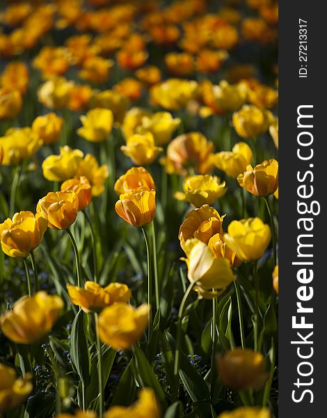 Spring background with beautiful yellow tulips.