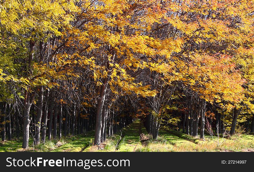 Trees in rows with bright fall foliage. Trees in rows with bright fall foliage.