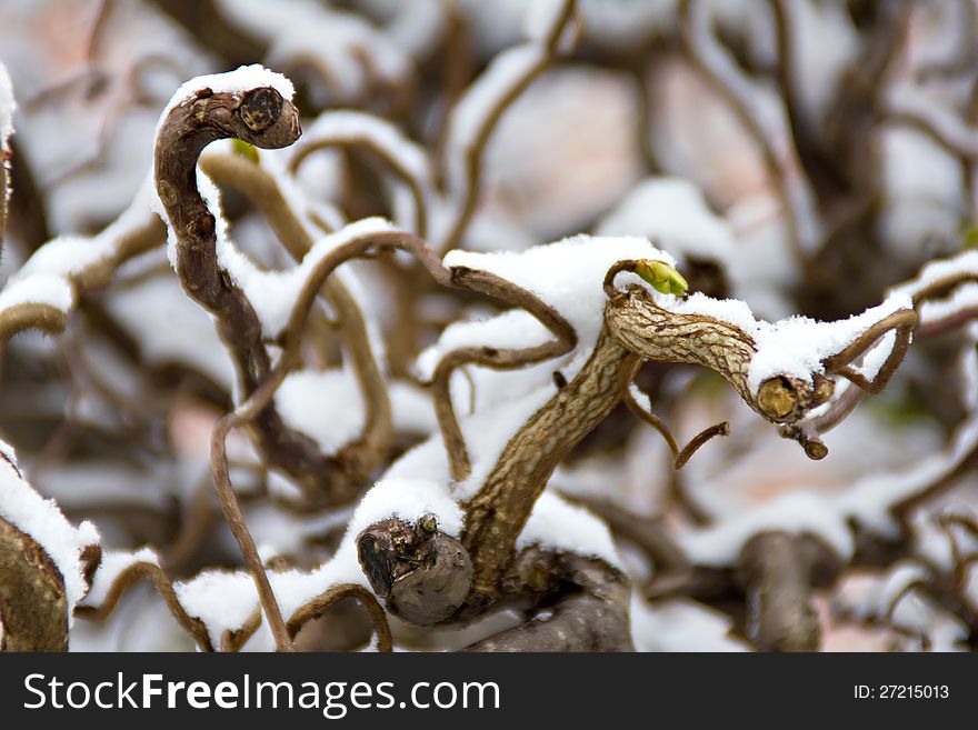 Branch Under The Snow