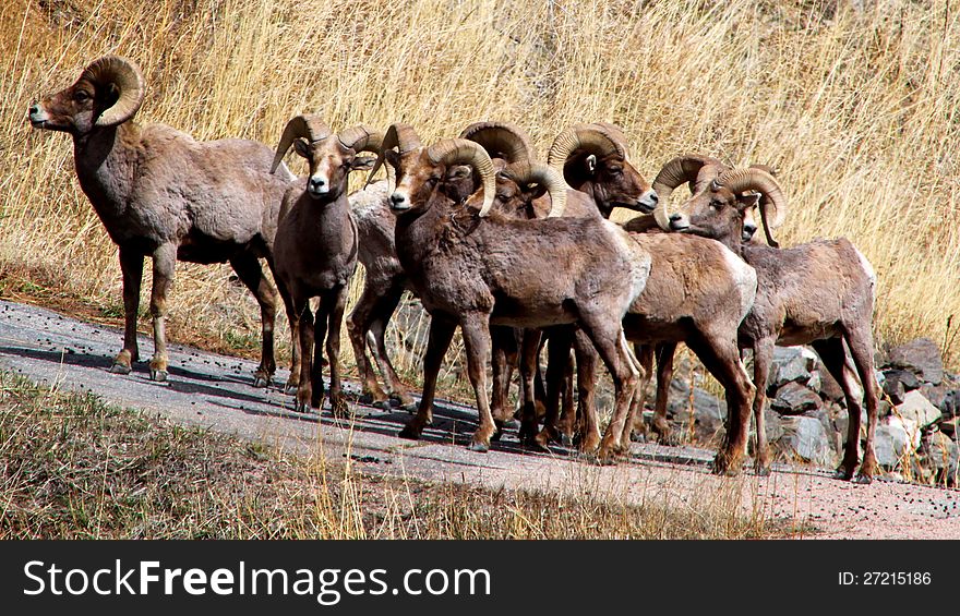 Big horn sheep looking confused and fearful on the side of a mountain. Big horn sheep looking confused and fearful on the side of a mountain.